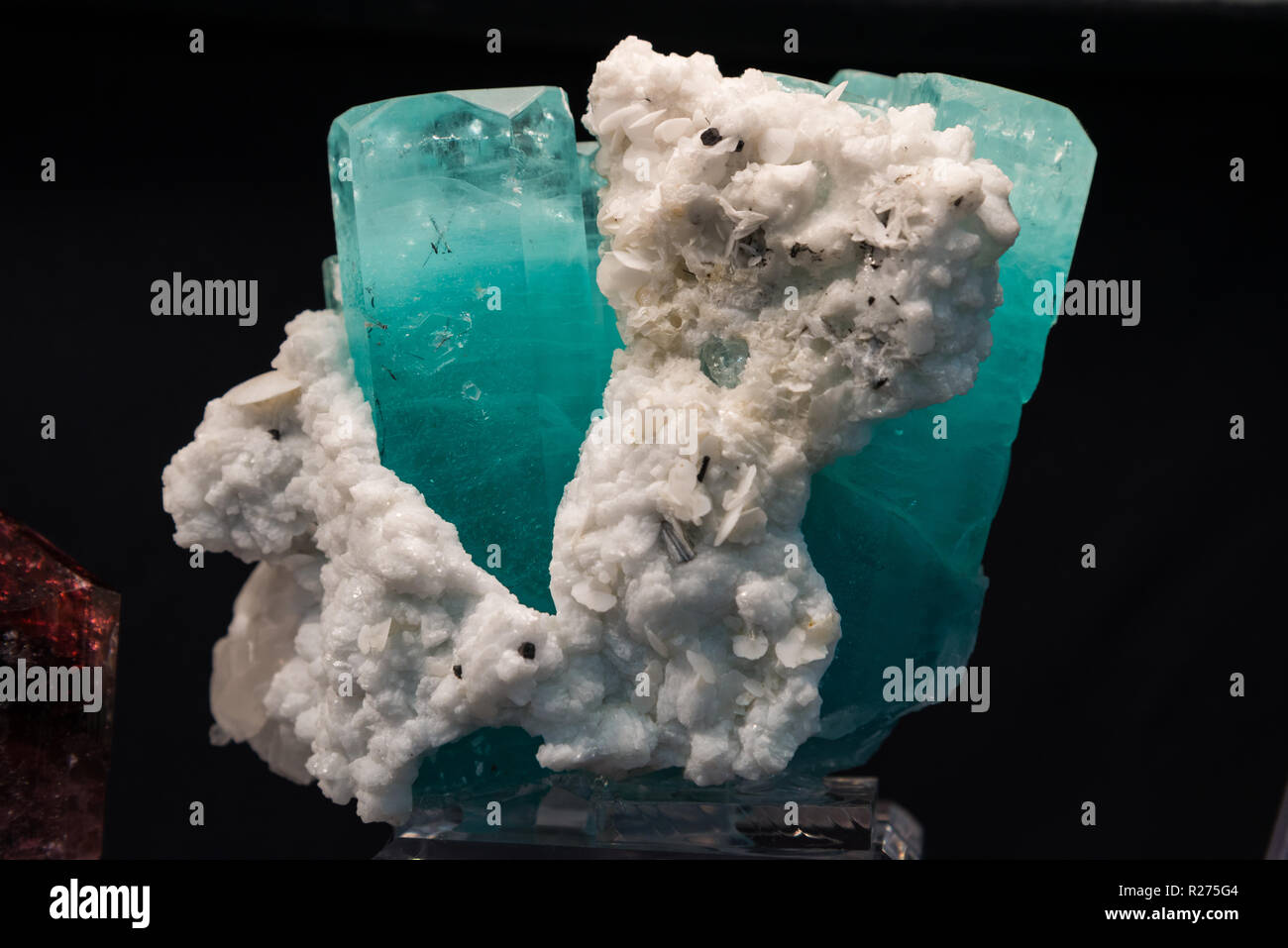 Blaue Kristalle von mineral Aquamarin, eine Vielzahl von Beryl, in weißen Matrix. Stockfoto