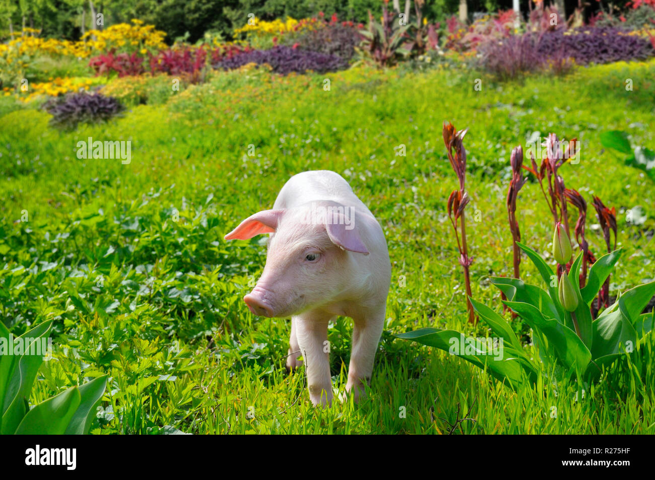 Schwein auf einem Hintergrund von grünem Gras und Blumen Stockfoto