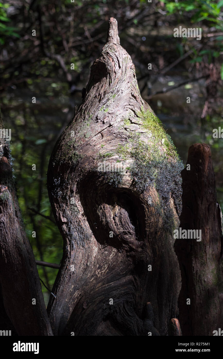 Feine Textur auf dem Knie eines Cypress Tree. Houston, Texas, USA. Stockfoto