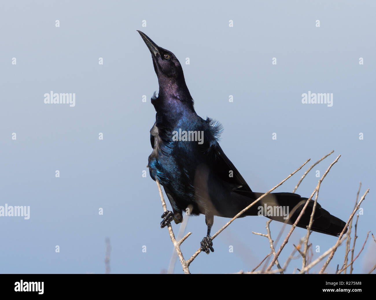 Boot-tailed Grackle (Quiscalus major) Buchung auf einem Baum. Brazos National Wildlife Refuge, Galveston, Texas, USA. Stockfoto