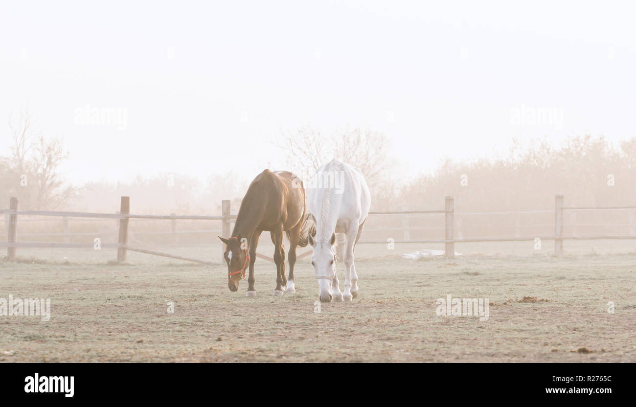 zwei Pferde auf der Weide Stockfoto