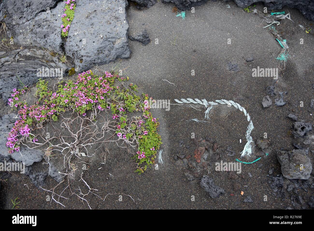 Dieses Nahaufnahme-Foto fängt einen ruhigen Moment an einem steinigen Strand ein und zeigt ein altes Kabel, das in einem organischen Muster angeordnet ist. Stockfoto