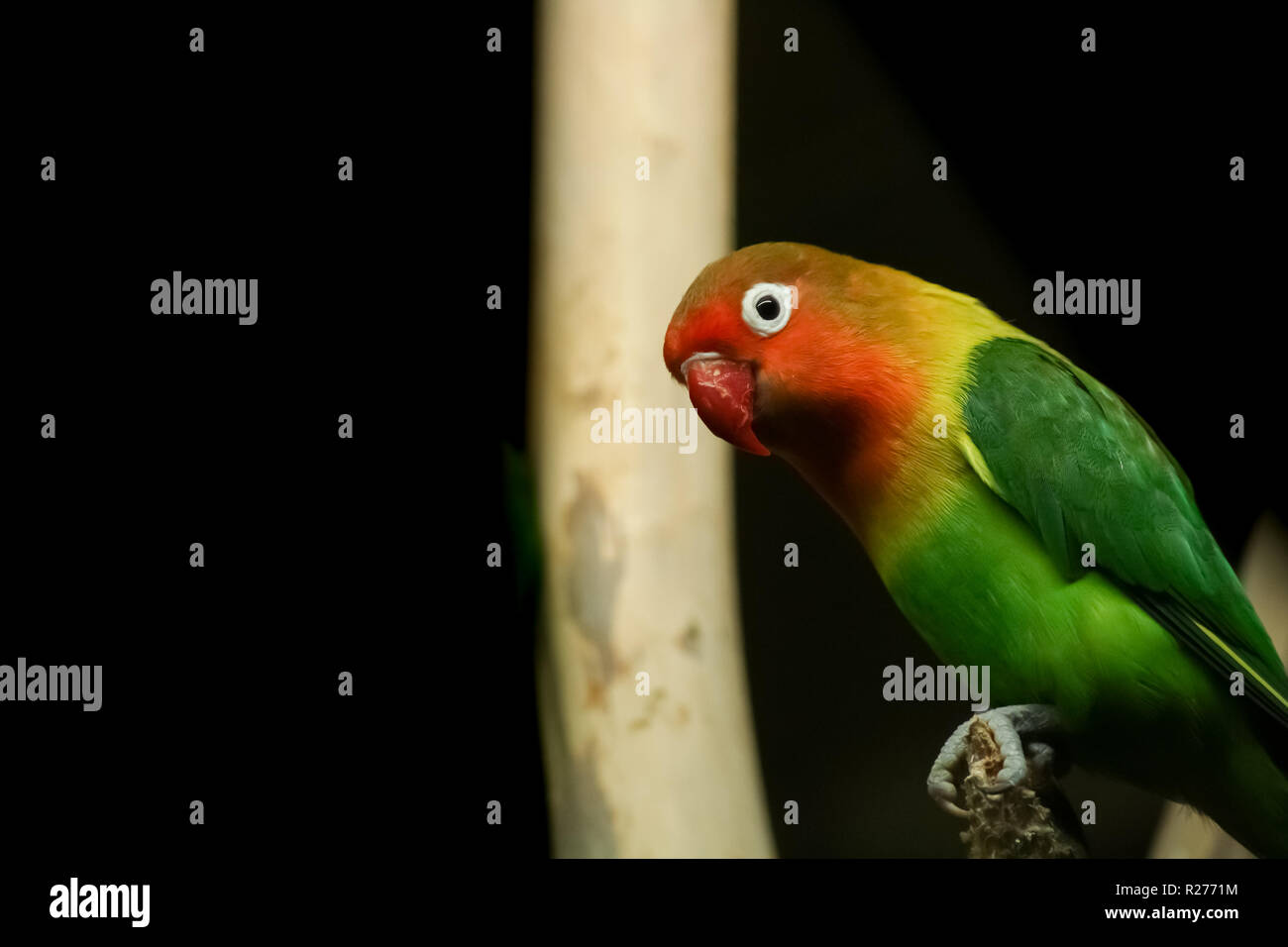 Farbenfrohe Papageien auf dunklem Hintergrund. Stockfoto