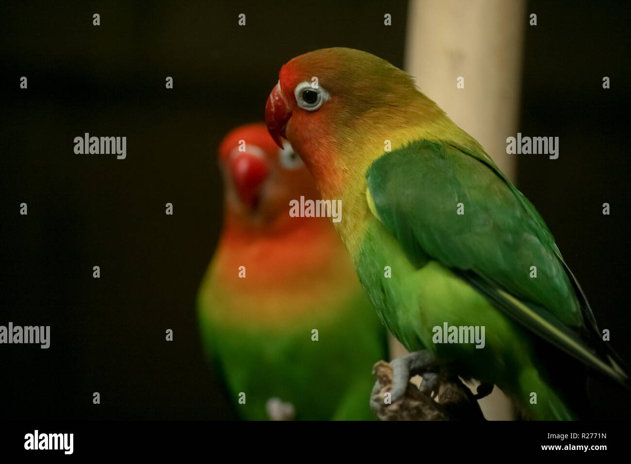 Farbenfrohe Papageien auf dunklem Hintergrund. Stockfoto