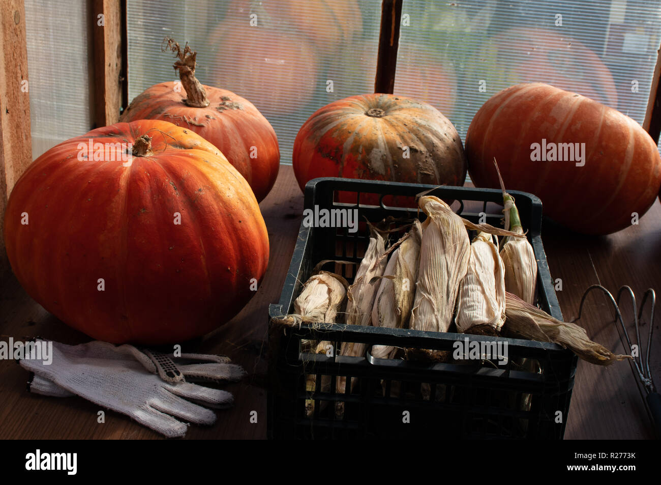 Herbst Ernte. Litauische Landwirtschaft - herbstliche Kürbisse, Zucchini, Mais, Beeren, Bohnen, Knoblauch, Dill. Stockfoto
