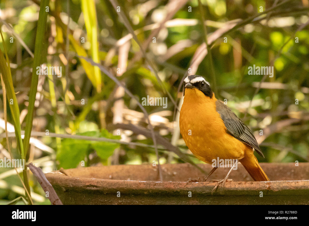 Die weißen der tiefsten Robin - Chat (Cossypha heuglini), auch als Heuglin's Robin, Entebbe, Uganda bekannt Stockfoto