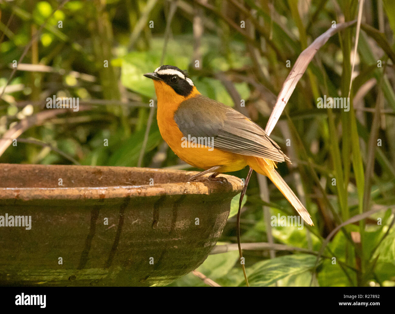 Die weißen der tiefsten Robin - Chat (Cossypha heuglini), auch als Heuglin's Robin, Entebbe, Uganda bekannt Stockfoto