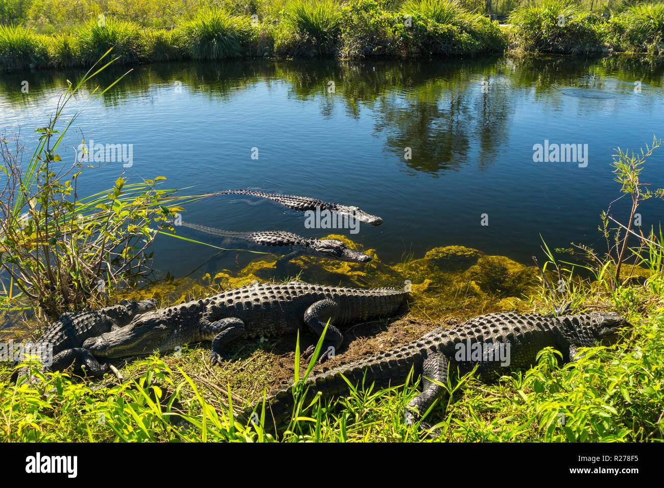 USA, Florida, viele Krokodile genießen die Sonne in den Everglades National Park Stockfoto