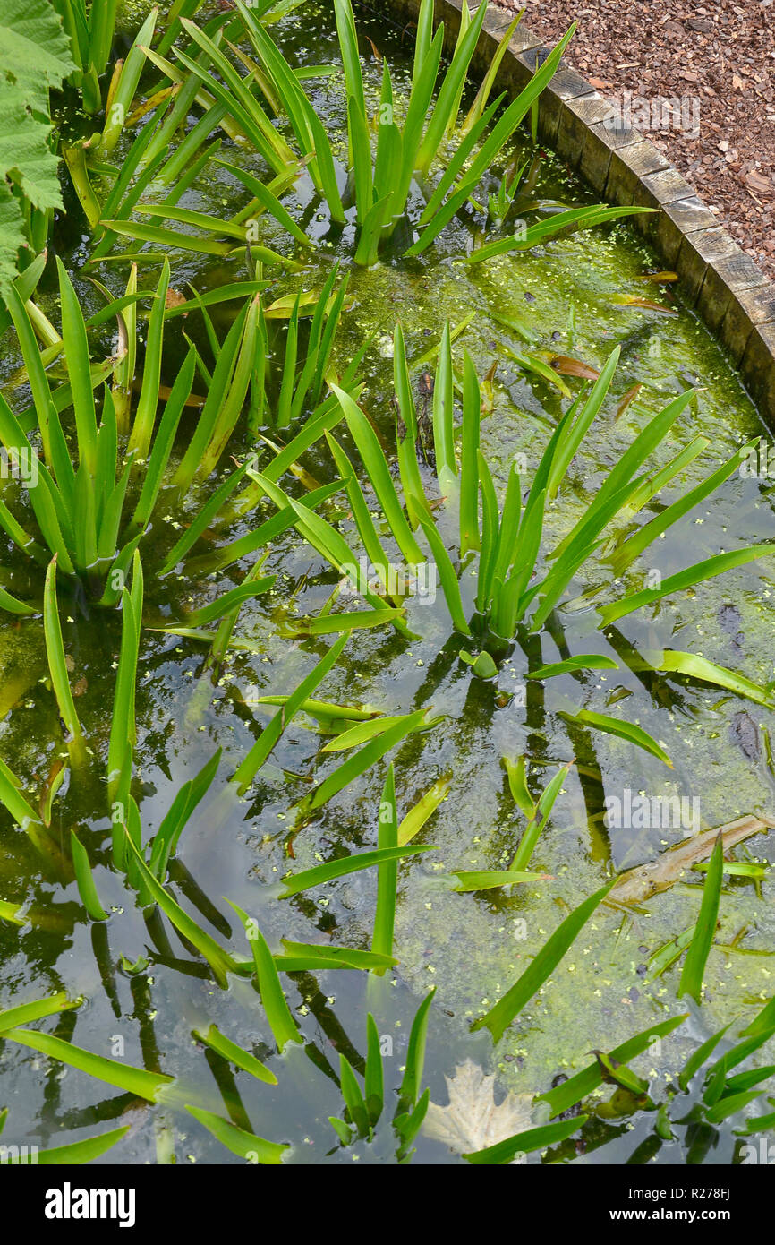Wasserspiel mit wachsenden Wasserpflanzen Stockfoto