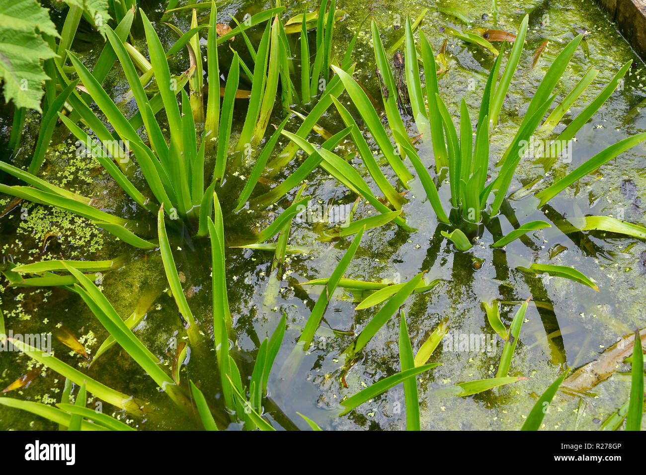 Wasserspiel mit wachsenden Wasserpflanzen Stockfoto