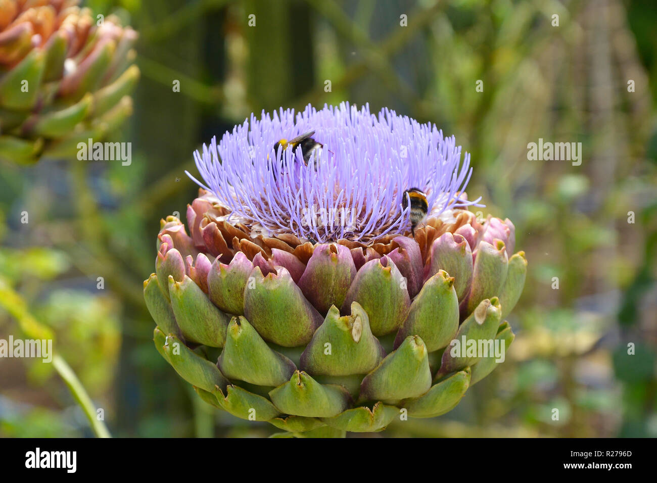 Eine blühende Artischocke mit Bienen in einem Gemüsegarten Stockfoto