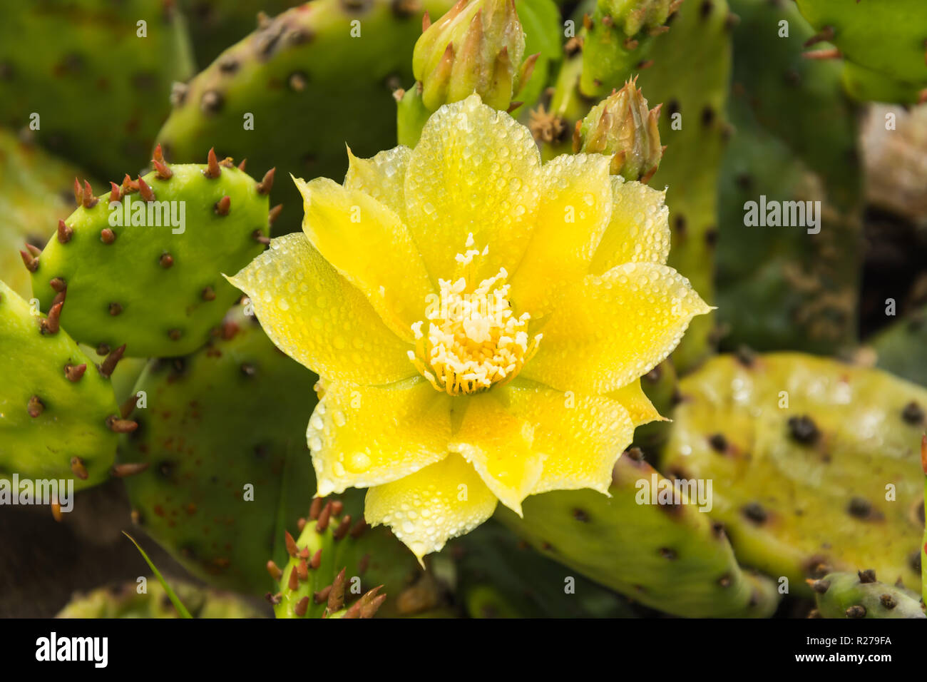 Frühling blühen auf ein feigenkakteen gegen grüner Hintergrund Stockfoto