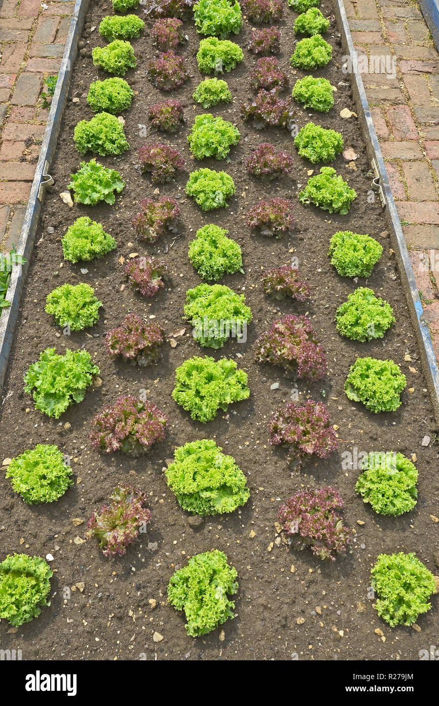 Eine saubere und ordentliche Gemüsegarten mit enthaltenen Bereich von Kopfsalat Stockfoto