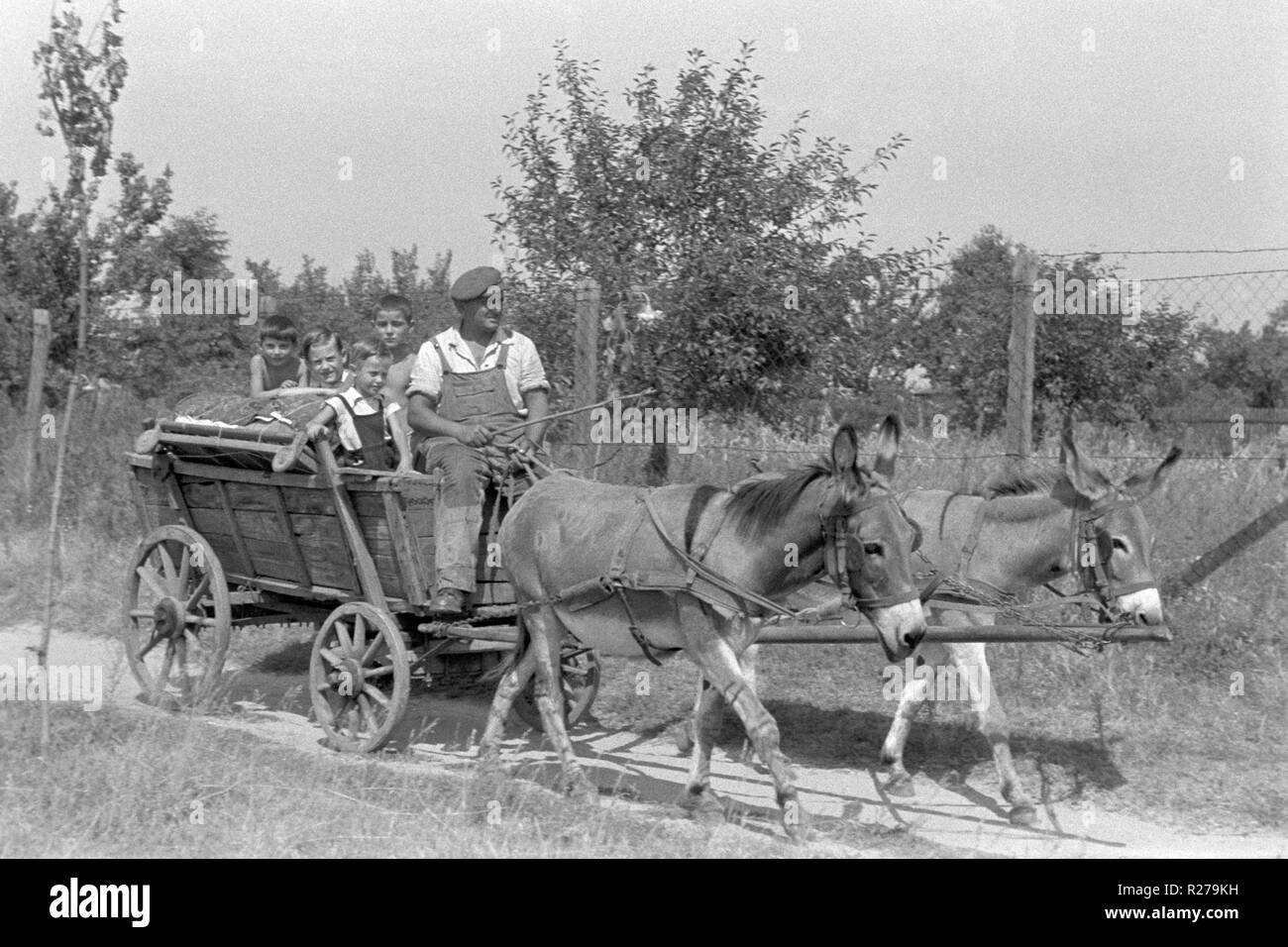 Mann und vier Kinder sitzen in einem alten hölzernen Warenkorb wurde von zwei Eseln in ländlicher Umgebung 1950 Ungarn gezogen Stockfoto