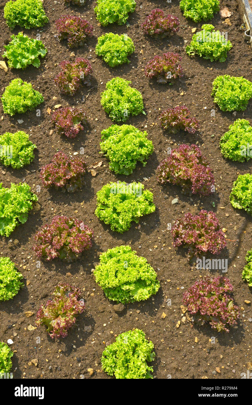 Eine saubere und ordentliche Gemüsegarten mit enthaltenen Bereich von Kopfsalat Stockfoto