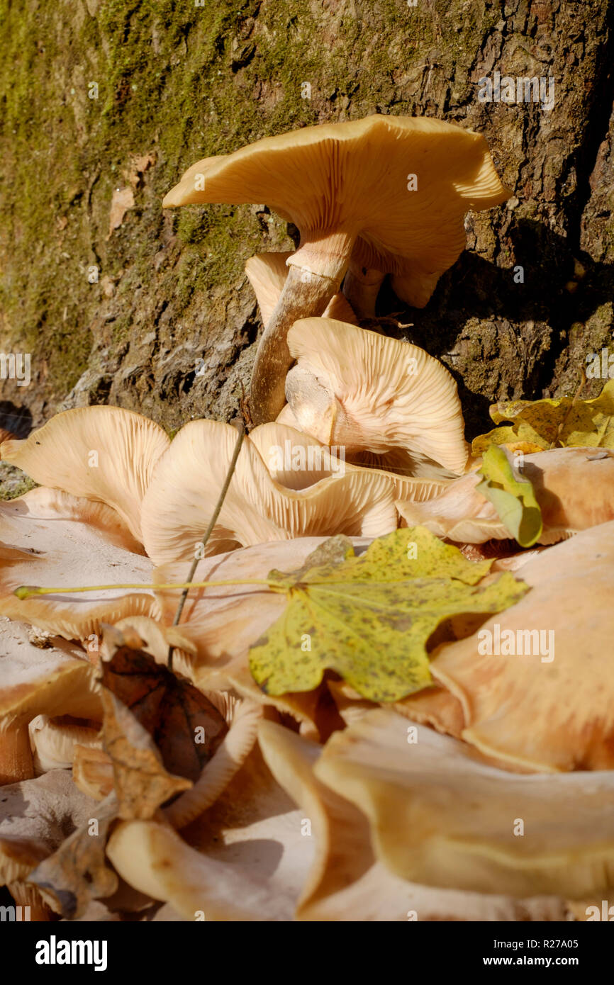 Honig Pilz Armillaria Mellea wächst um einen toten Baum base Zala Ungarn Stockfoto