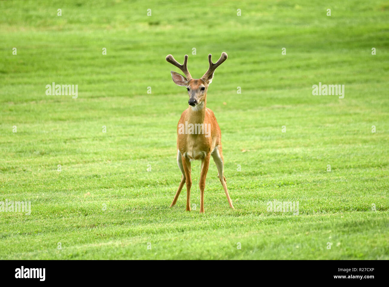 Rotwild im Park einer der amerikanischen Stadt Stockfoto