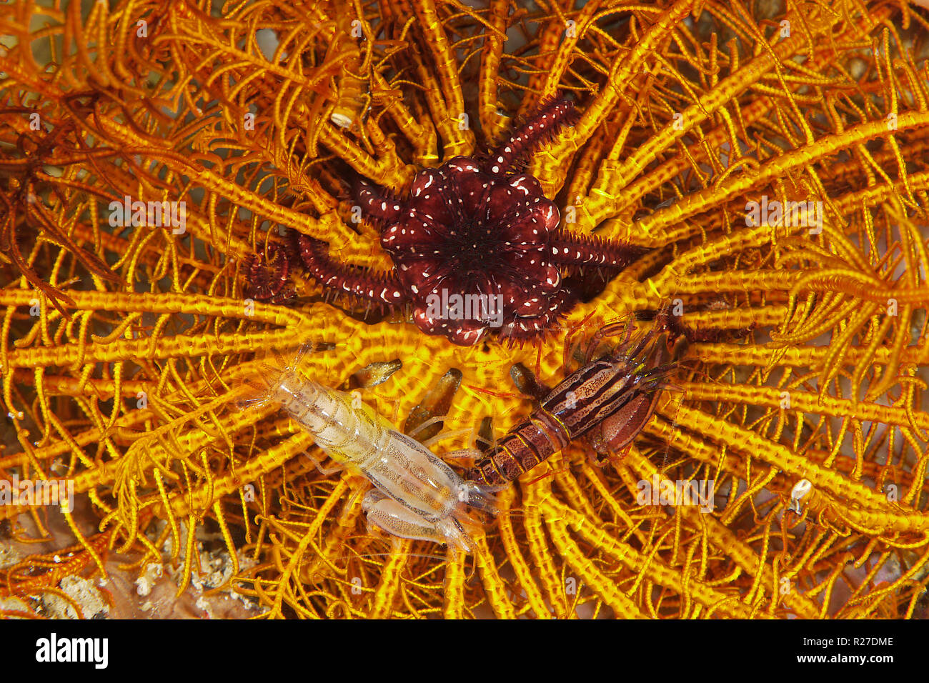 Stimpson das snapping Shrimp (Synalpheus stimpsoni), bewohnt nur die zentrale Scheibe crinoiden (Comanthus sp.), Halmahera, den Molukken, Indonesien Stockfoto