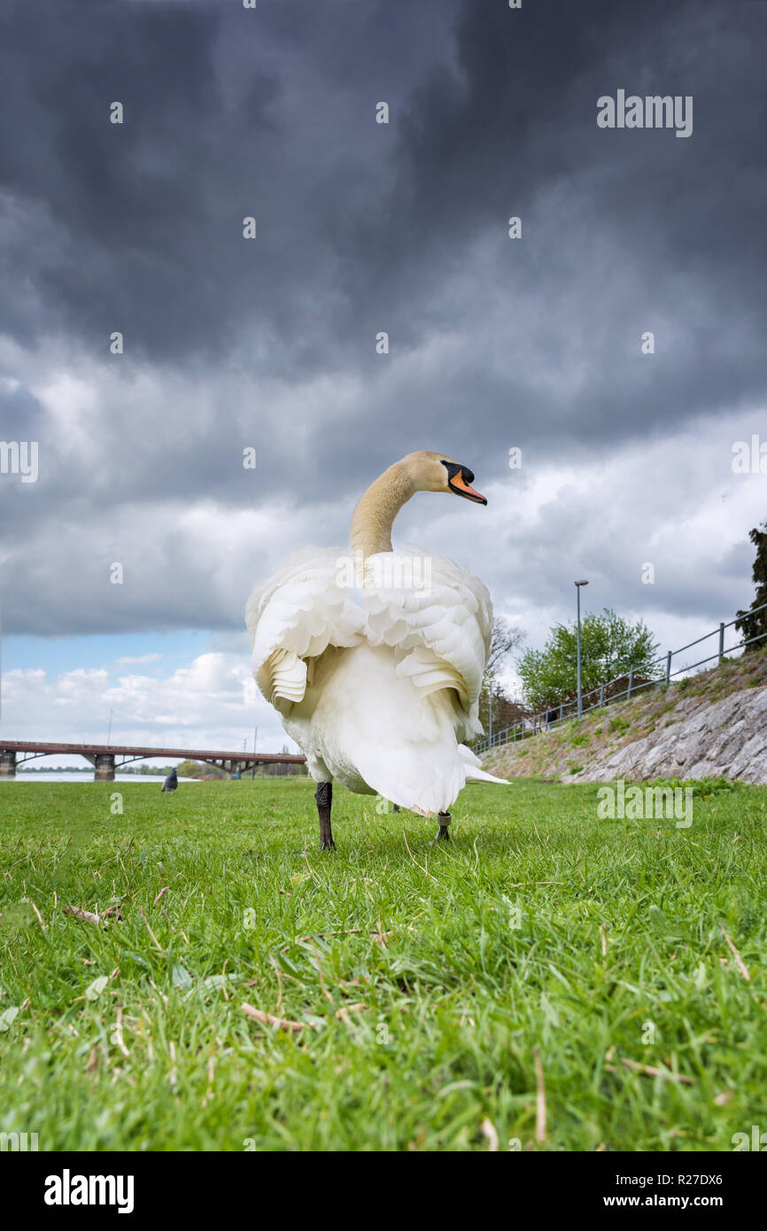 White Swan zu Fuß auf Gras am Flussufer unter dunklen Wolken (Piestany, Slowakei) Stockfoto