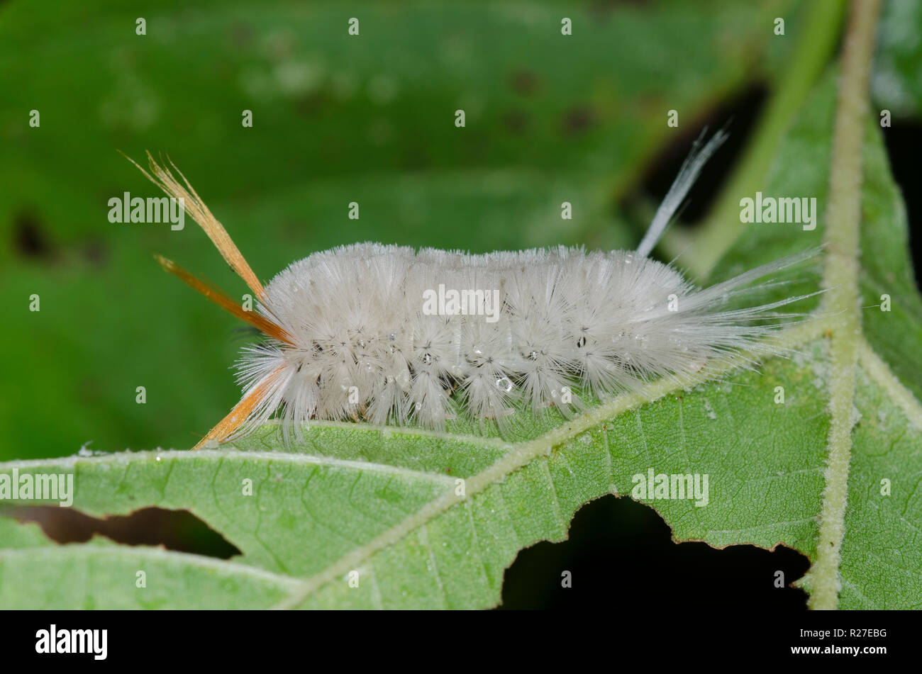 Sycamore Tussock Motte Halysidota harrisii, Caterpillar auf amerikanische Platane, Platanus occidentalis bezeichnet Stockfoto