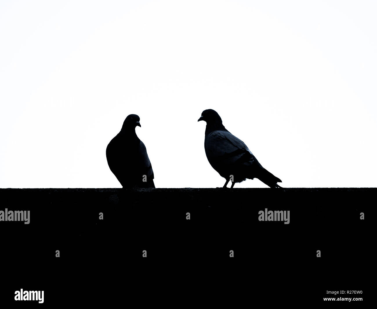 Bild von Silhouetten von Tauben mit weißem Hintergrund Nahaufnahme Stockfoto