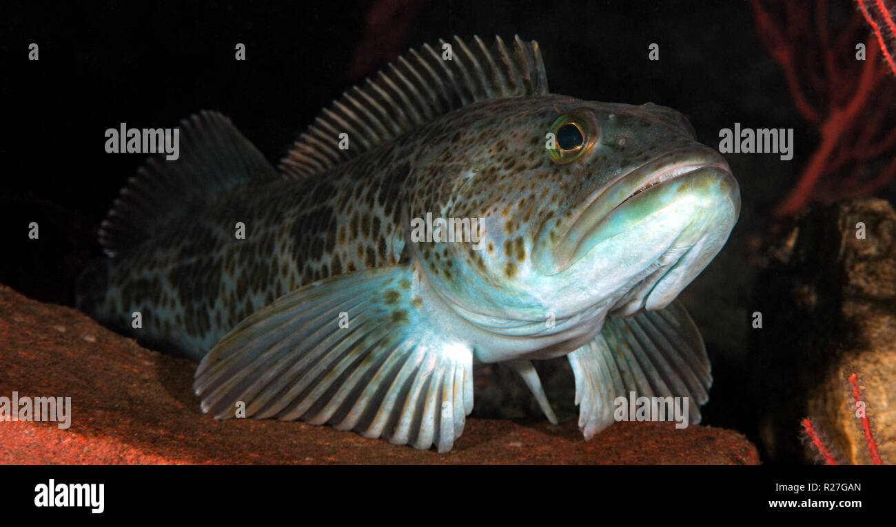 Ophiodon elongatus, Lingcod Stockfoto