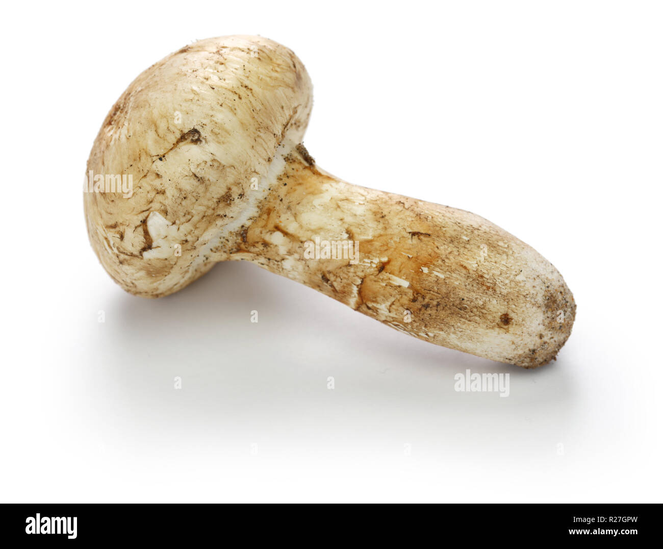 Matsutake japan Fotos und Bildmaterial in hoher Auflösung Alamy