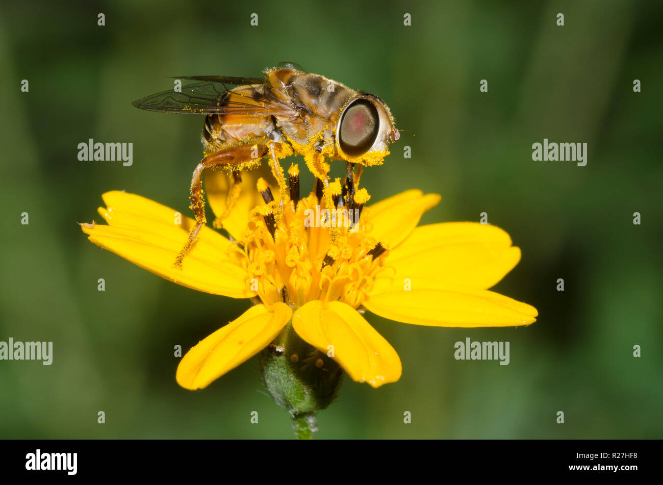 Wedelia acapulcensis var hispida Fotos und Bildmaterial in hoher