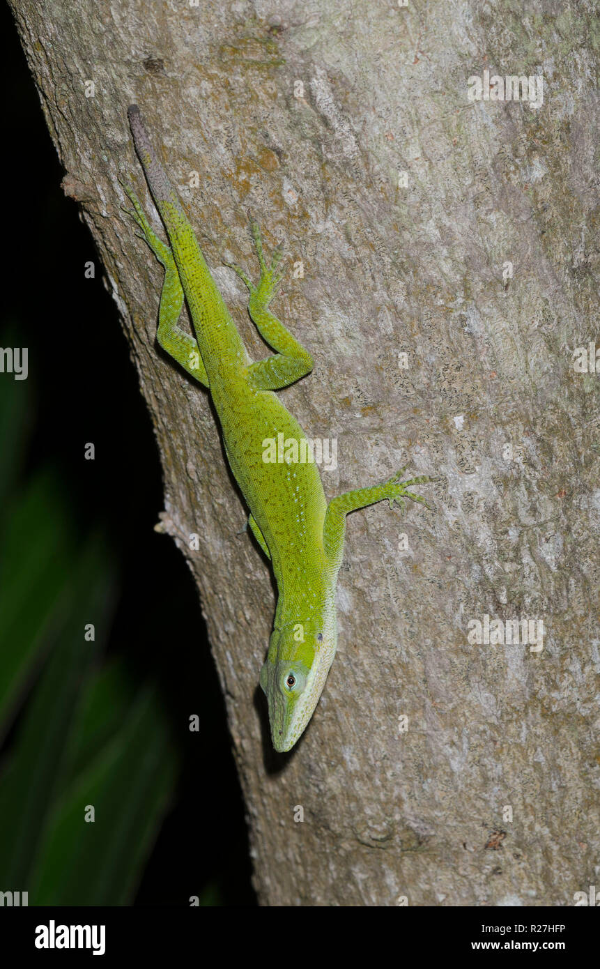 Carolina, anole Anolis carolinensis Stockfoto