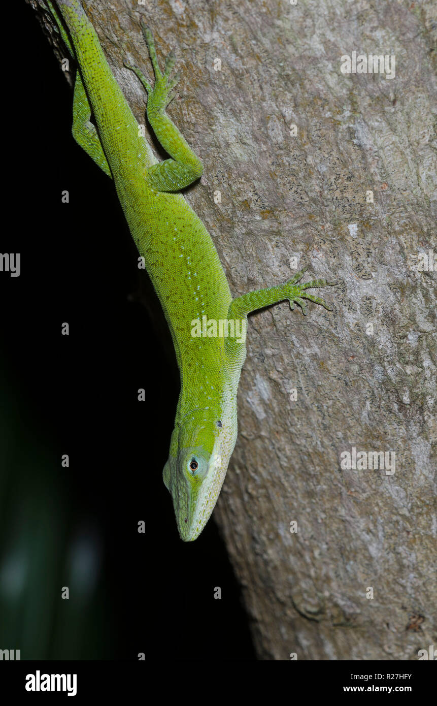 Carolina, anole Anolis carolinensis Stockfoto