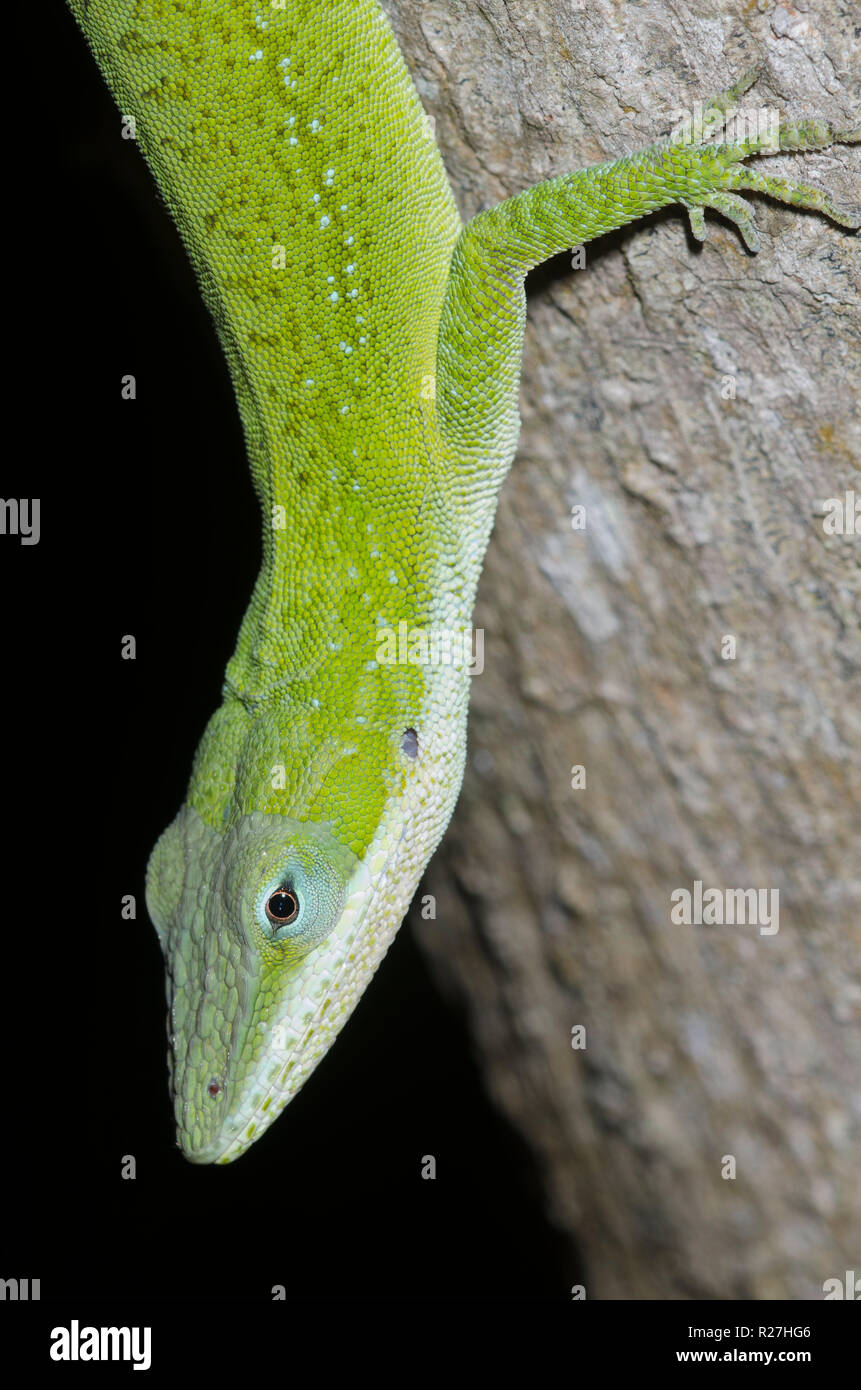 Carolina, anole Anolis carolinensis Stockfoto