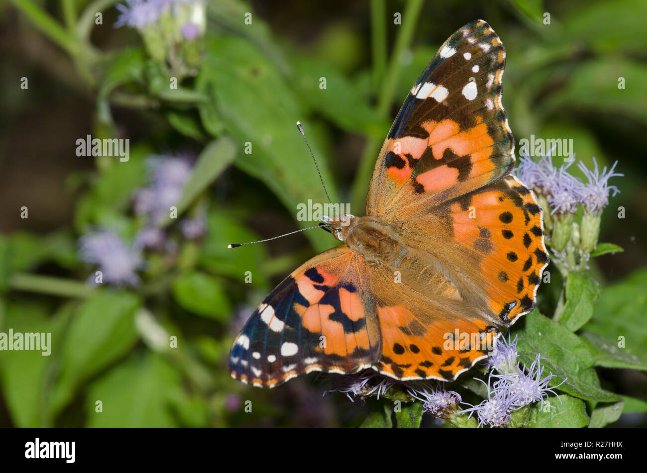 Painted Lady, Vanessa cardui, auf Nebel Blume, Conoclinium sp. Stockfoto