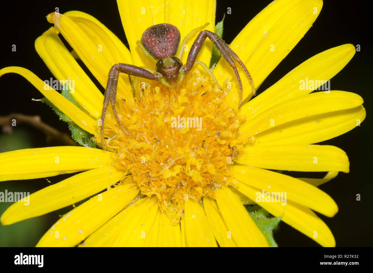 Crab Spider, Mecaphesa sp., Kampfer Daisy, Rayjacksonia phyllocephala Stockfoto