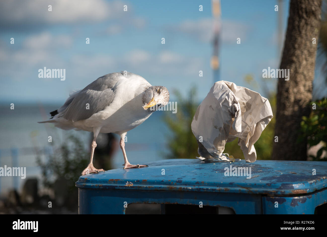 Silbermöwe (Larus argentatus) Spülsystem für Lebensmittel von weggeworfenen fast food Papier einwickeln in der Küstenstadt Kinsale, Pembrokeshire. Wale Stockfoto