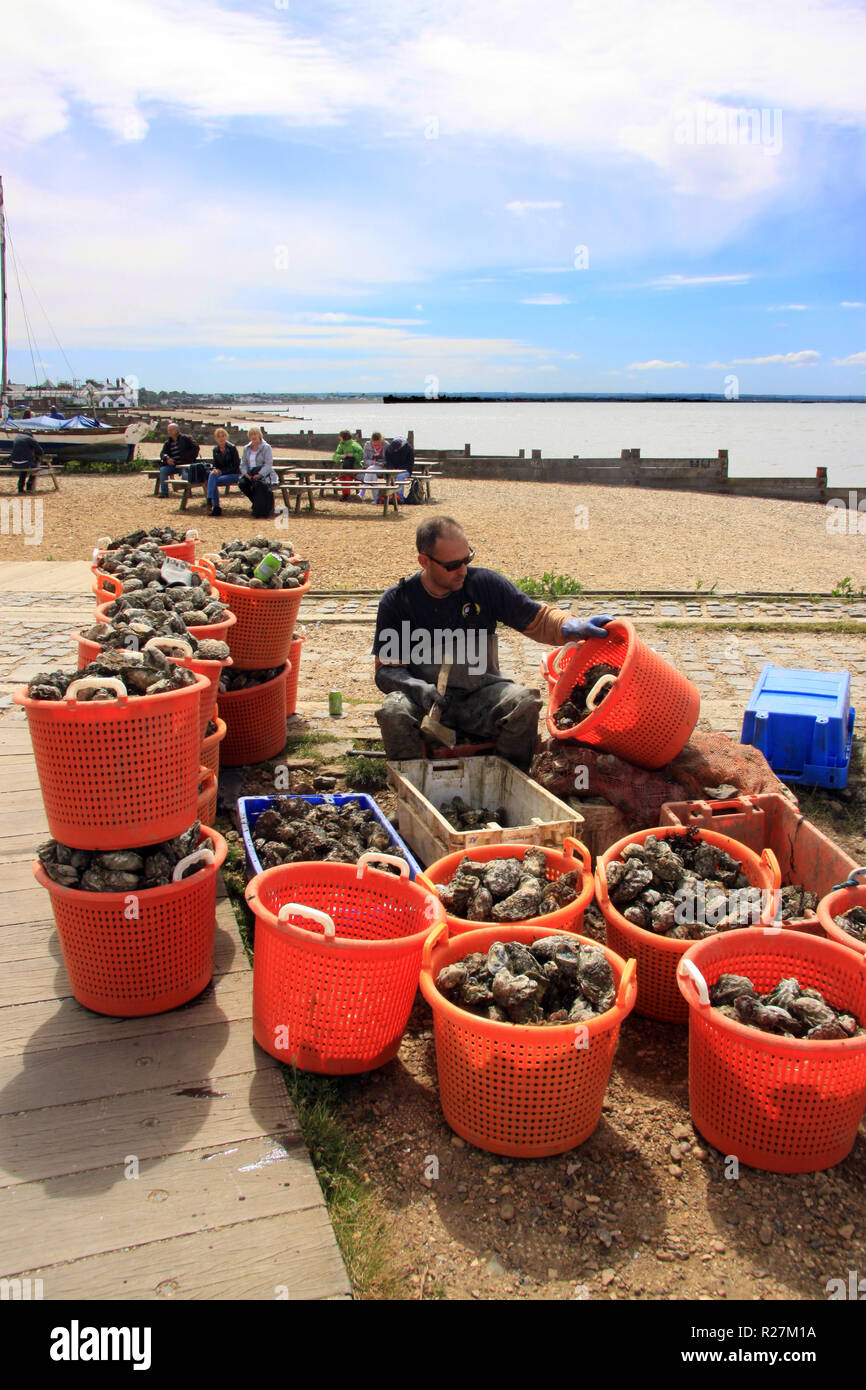 Fischer der Schalen Austern auf den Strand an der Kent Badeort Whitsable England Großbritannien Stockfoto