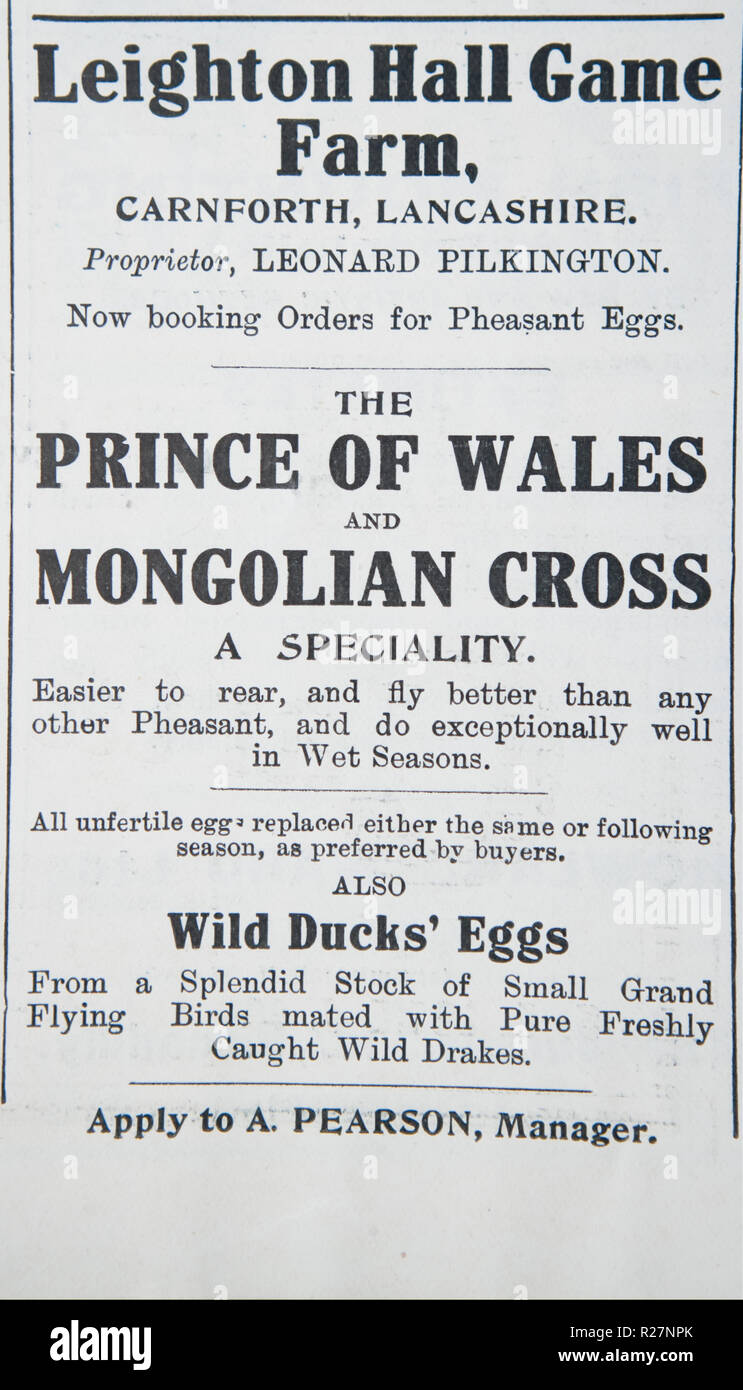 Eine alte Anzeige für Leighton Hall Game Farm. Aus einem alten britischen Zeitschrift aus dem Zeitraum 1914-1918. Stockfoto