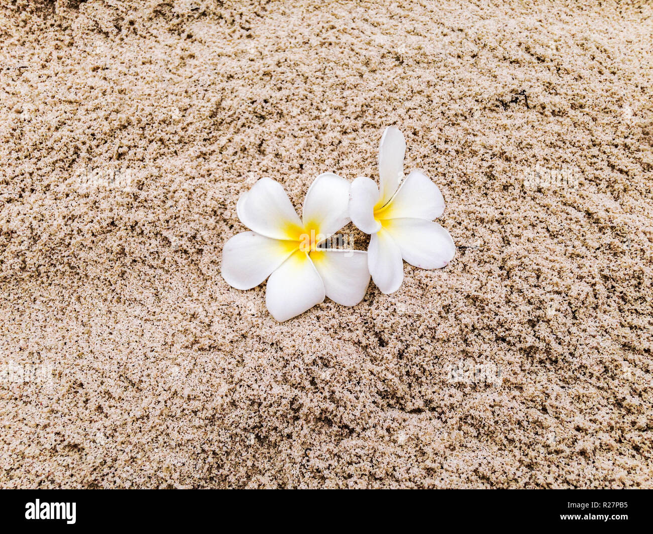 Schöne, weiße und gelbe frangipane Blumen über den Sand von einer tropischen Insel im Pazifischen Ozean Stockfoto