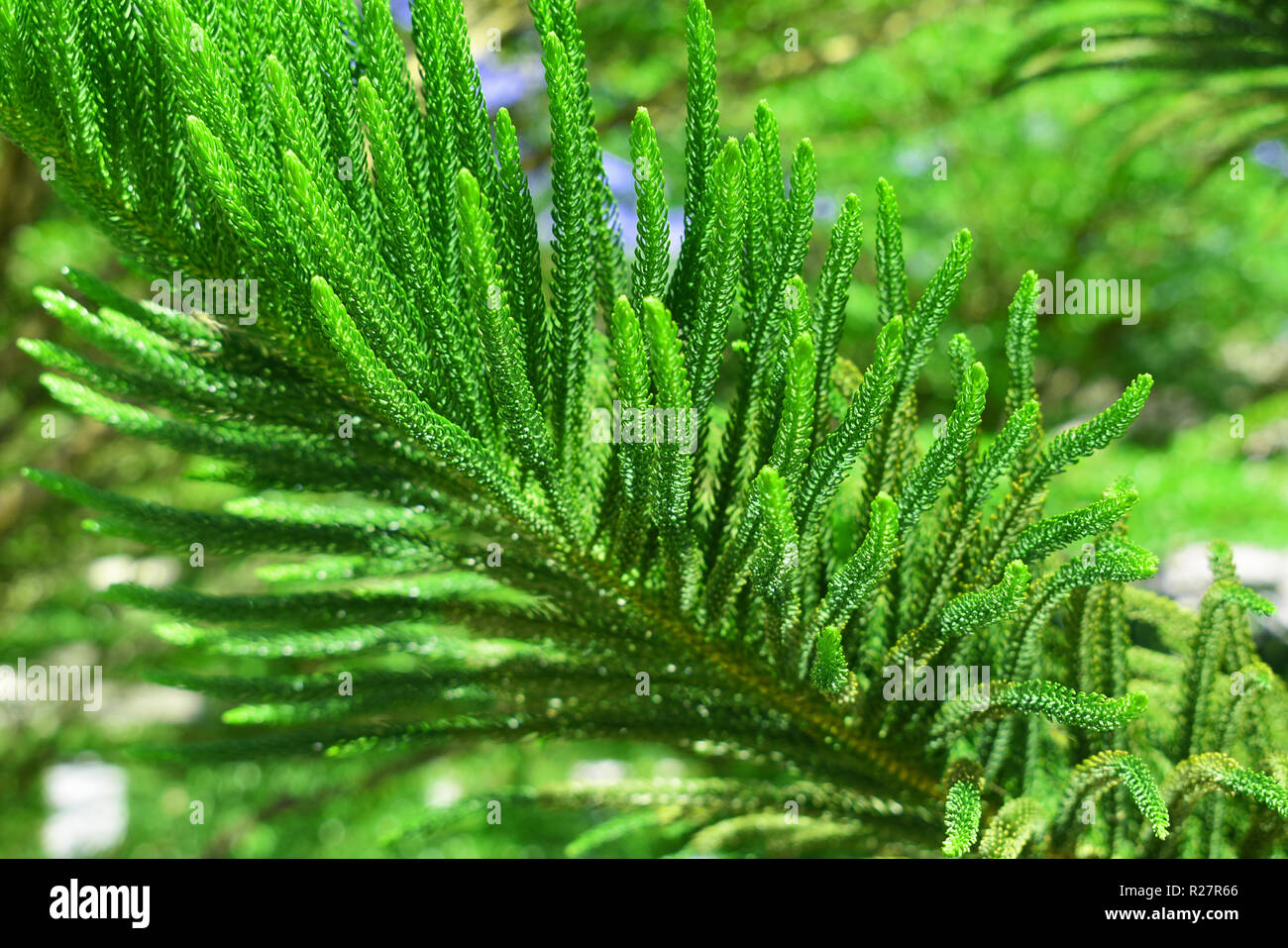 Wunderbar Grün Stockfoto