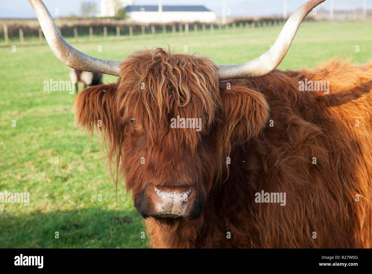 Highland Kuh mit Hörnern in Feld in der Nähe von Helensburgh, Argyll, Schottland Stockfoto