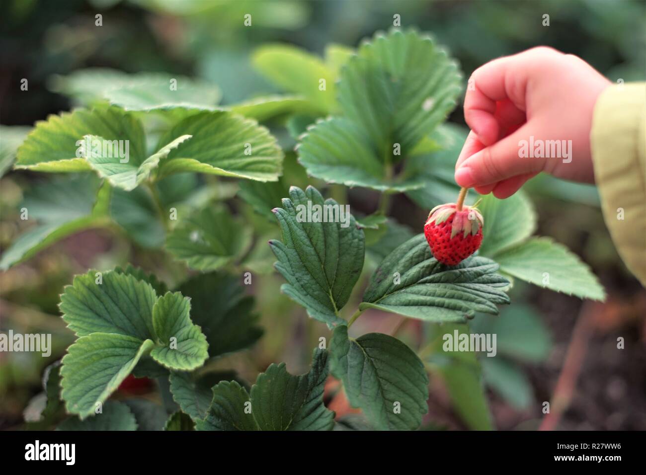 Die Hand des Kindes zerrissen eine reife Erdbeere berry Stockfoto