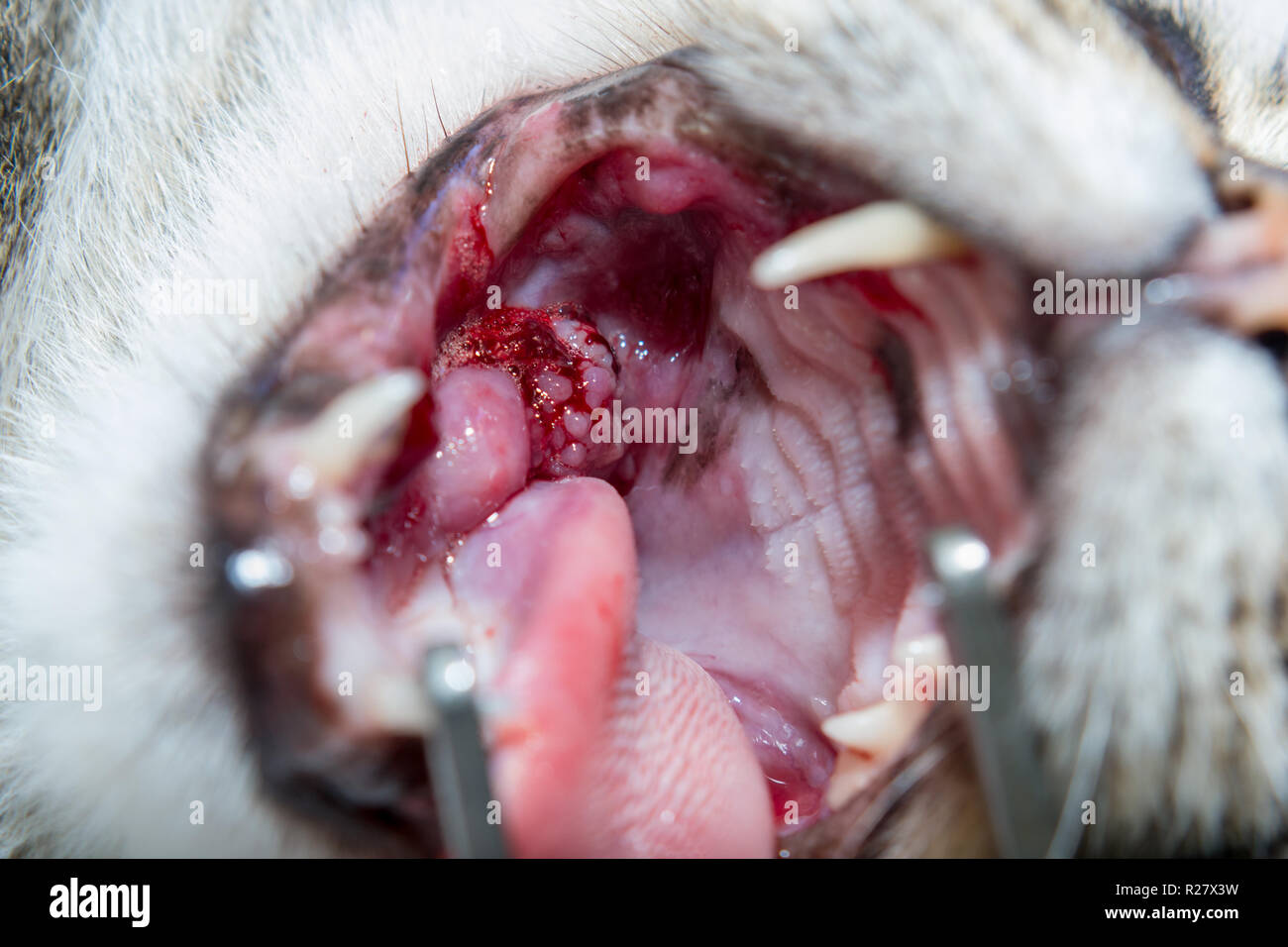 Zahnstein entfernen. Zähne Reinigen mit Ultraschall in der Katze  Stockfotografie - Alamy