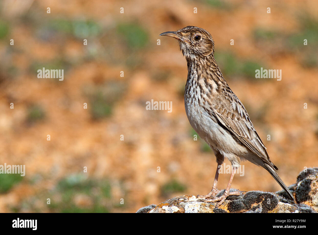 Lerche von Dupont, Chersophilus duponti, in ihrem Lebensraum, Spanien Stockfoto