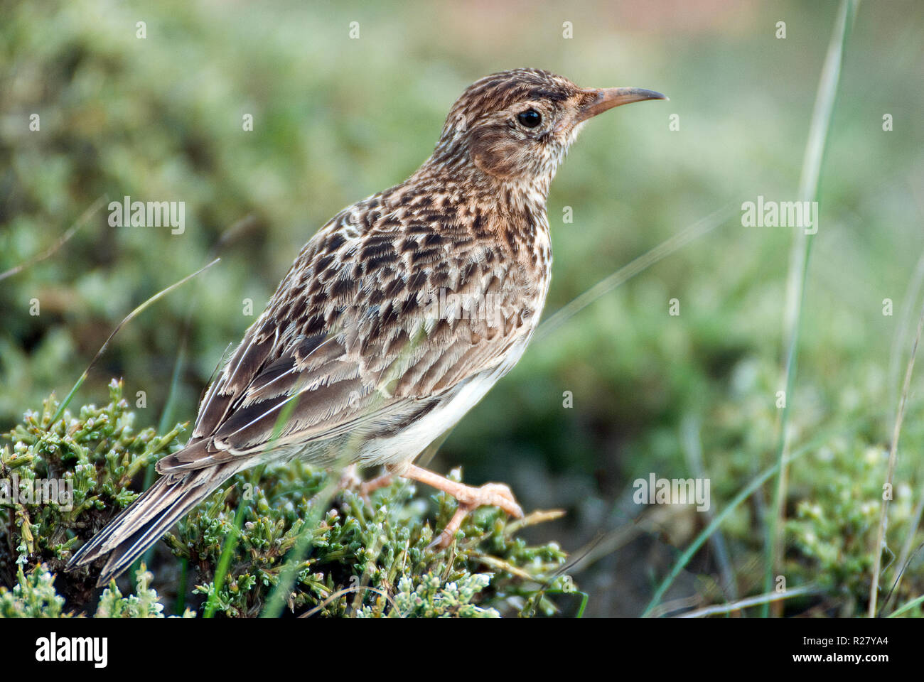 Lerche von Dupont, Chersophilus duponti, in ihrem Lebensraum, Spanien Stockfoto