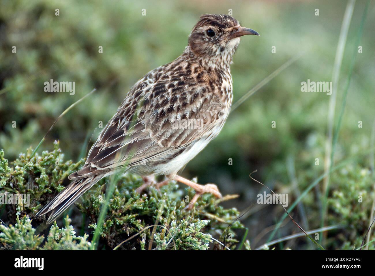 Lerche von Dupont, Chersophilus duponti, in ihrem Lebensraum, Spanien Stockfoto