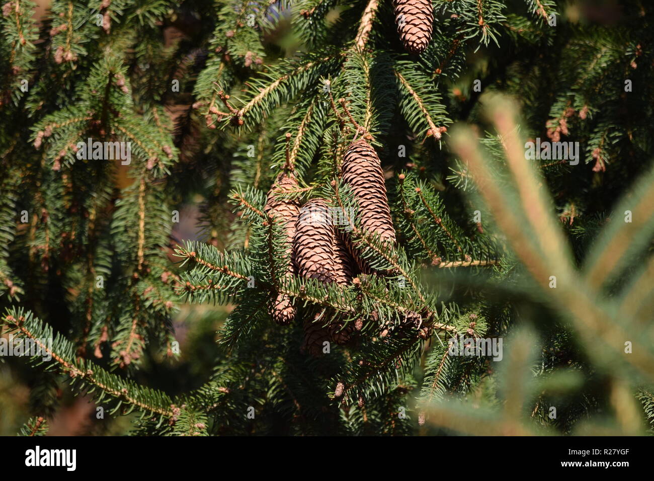 Tannenzapfen oder Obst Kegel eines herbstlichen Baum im Herbst Wald am Fuße des Hunsrücks hohen Wald in der Landschaft des Saarlandes entfernt Stockfoto