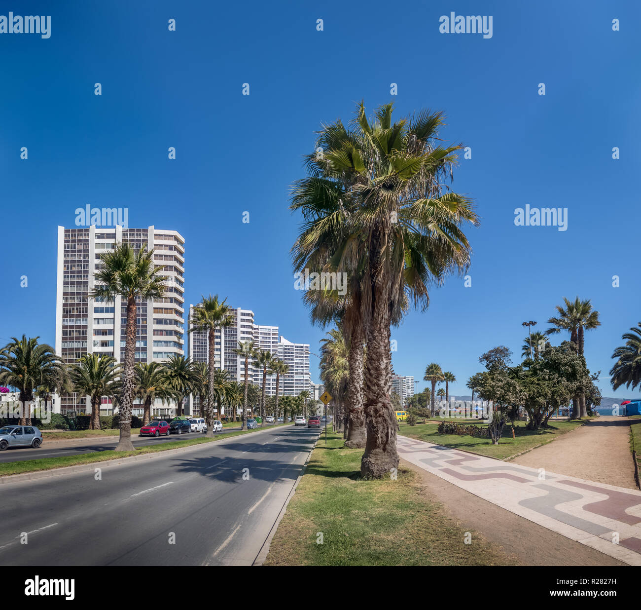 Palmen in San Martin Avenue - Vina del Mar, Chile Stockfoto