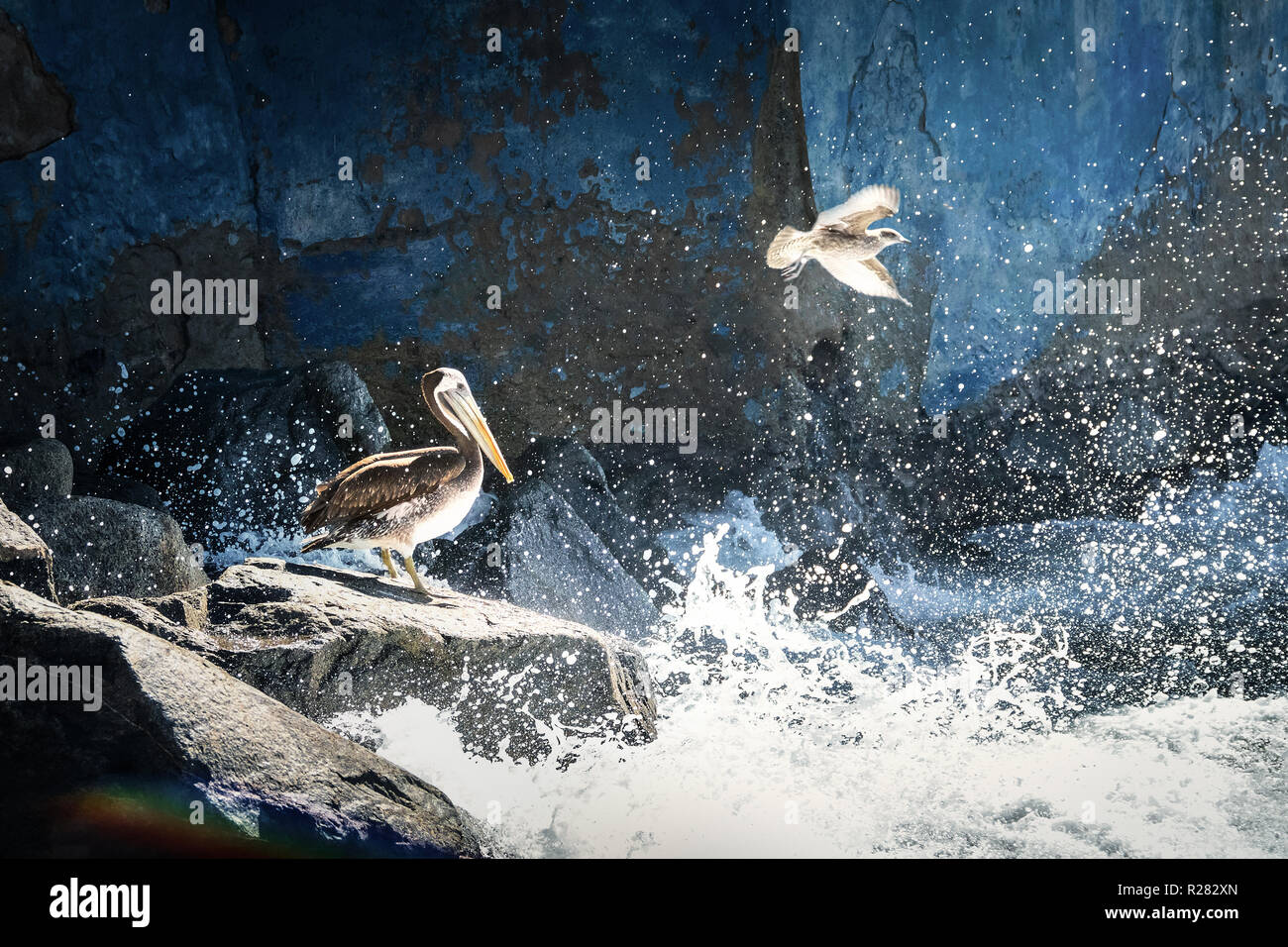 Brown pelican und Möwe das Fliegen - Vina del Mar, Chile Stockfoto