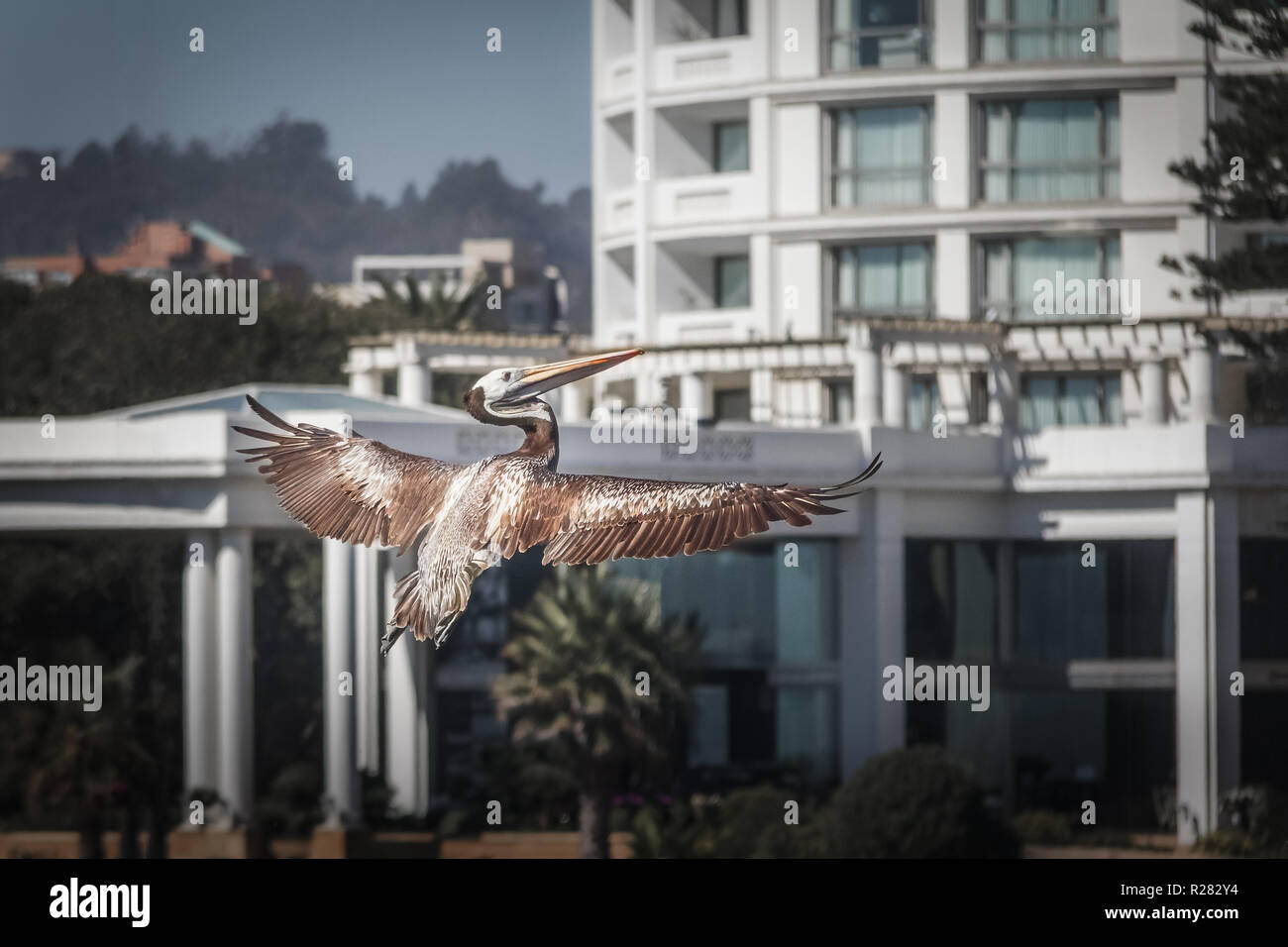Brown pelican Fliegen - Vina del Mar, Chile Stockfoto