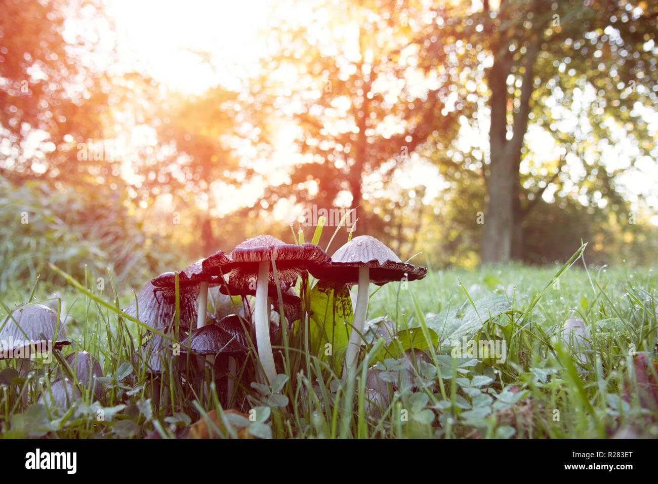 Pilz Herbst im Wald Makro Stockfoto