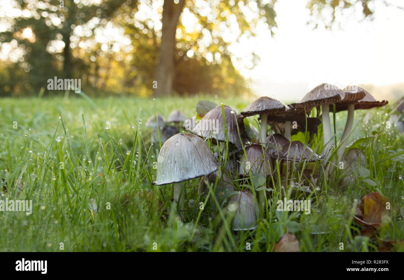 Pilz Herbst im Wald Makro Stockfoto